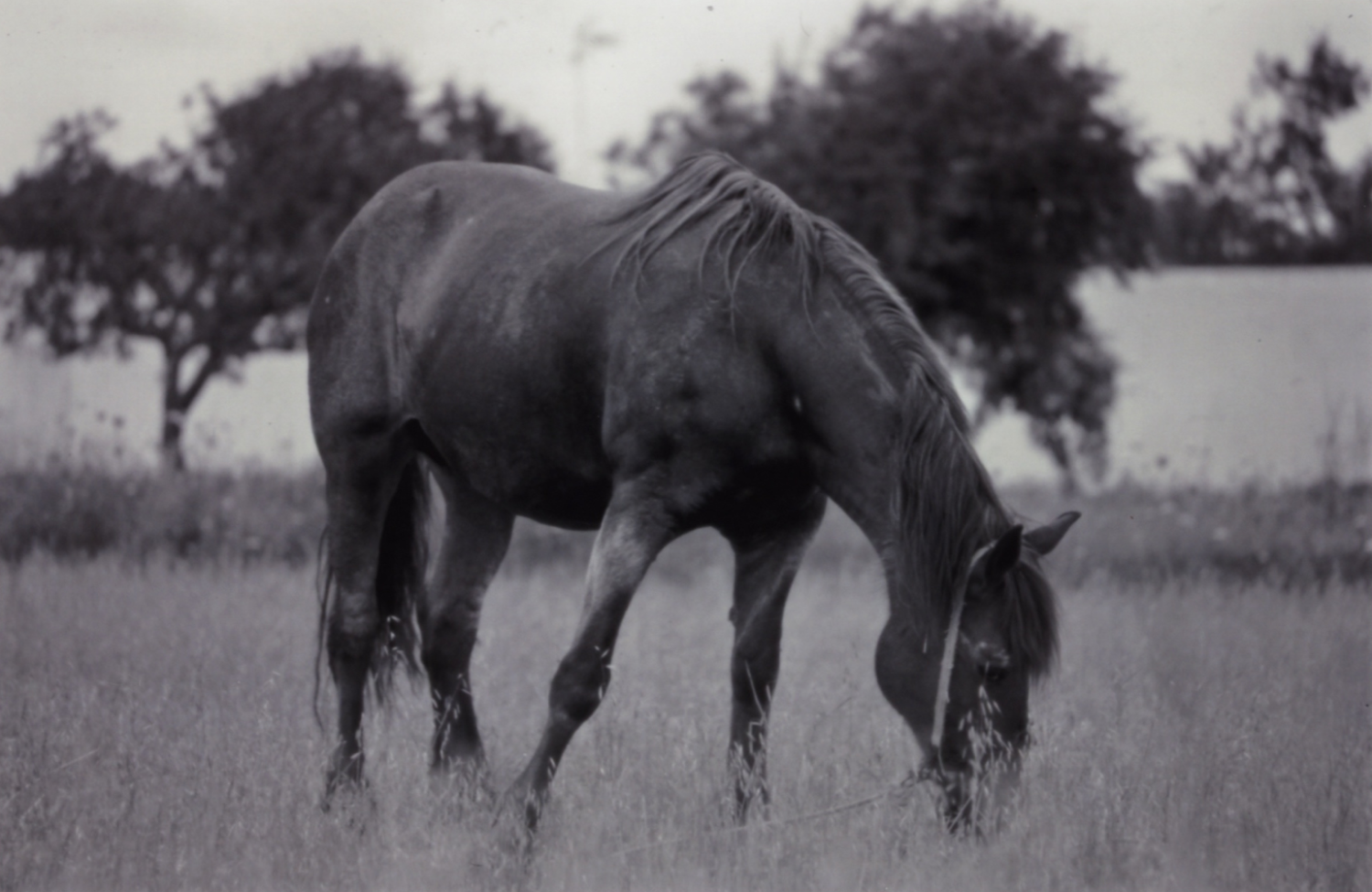 Horses; Renate Widmann
